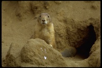 : Cynomys sp.; Prairie Dog