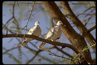 : Streptopelia decipiens; African Mourning Dove