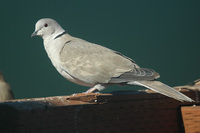 : Streptopelia decaocto; Eurasian Collared-dove