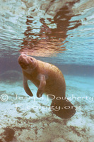 : Trichechus manatus; Manatee