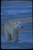 : Ursus maritimus; Polar Bear