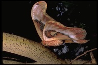 : Attacus atlas; Giant Atlas Moth