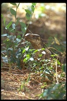 : Varanus albigularis; White Throated Savanna Monitor