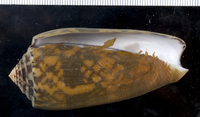 : Conus striatus