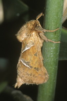 : Triodia sylvina