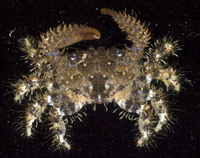 : Pilodius pugil