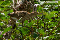 Yellow Bittern Scientific name - Ixobrychus sinensis