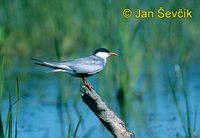 Photo of rybák bahenní, Chlidonias hybridus, Whiskered Tern, Weissbart-seeschwalbe