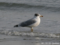 큰검은머리갈매기 Great Black-headed Gull