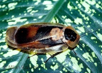 Blaberus giganteus