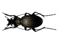 Carabus insulicola insulicola