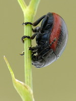 Chrysolina sanguinolenta