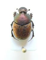 Onthophagus vacca - Dung beetles