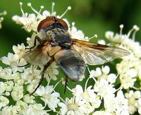 Ectophasia crassipennis