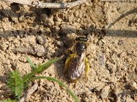 Lasioglossum leucozonium