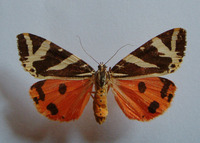 Euplagia quadripunctaria - Jersey Tiger