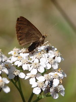 Eulithis populata - Northern Spinach