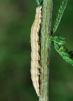 Euclidia glyphica - Burnet Companion