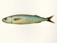 Emmelichthys nitidus nitidus, Redbait: fisheries