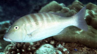 Lethrinus enigmaticus, Blackeye emperor: fisheries