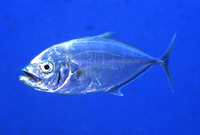 Carangoides plagiotaenia, Barcheek trevally: fisheries, gamefish