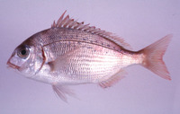 Evynnis japonica, Crimson seabream: fisheries, aquaculture