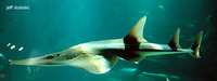 Rhynchobatus djiddensis, Giant guitarfish: fisheries, gamefish, aquarium