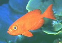 Priacanthus hamrur, Moontail bullseye: fisheries, aquarium