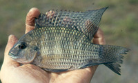 Tilapia coffea, :