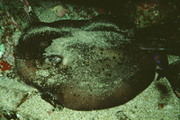 Taeniura grabata, Round stingray: fisheries