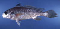 Johnius coitor, Coitor croaker: fisheries