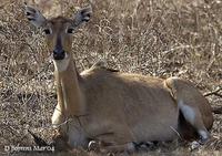 Image of: Boselaphus tragocamelus (nilgai)