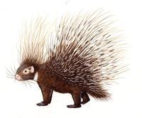 Image of: Hystrix africaeaustralis (Cape porcupine)