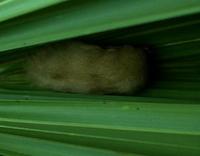 Image of: Lasiurus ega (southern yellow bat)