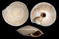 Canariella bimbachensis