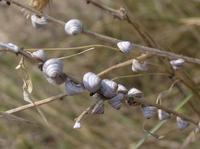 Trochoidea trochoides