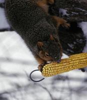 Image of: Sciurus niger (eastern fox squirrel)