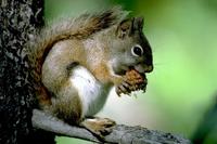 Image of: Tamiasciurus hudsonicus (red squirrel)