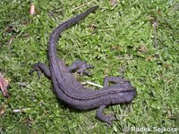Ommatotriton ophryticus