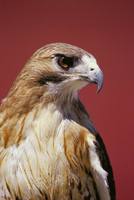 Buteo jamaicensis - Red-tailed Hawk