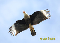 Caracara plancus - Crested Caracara