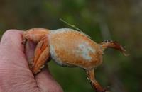 Image of: Rana luteiventris (Columbia spotted frog)