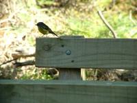 Eopsaltria australis - Yellow Robin