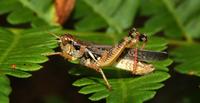 Image of: Melanoplus sanguinipes (migratory grasshopper)