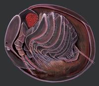 Image of: Lynceus gracilicornis
