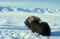 Ovibos moschatus - Musk Ox