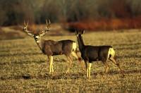 Odocoileus hemionus - Mule Deer