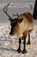 Rangifer tarandus f. domestica - Domestic Caribou