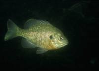 Lepomis macrochirus - Bluegill