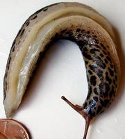 Image of: Limax maximus (giant garden slug)